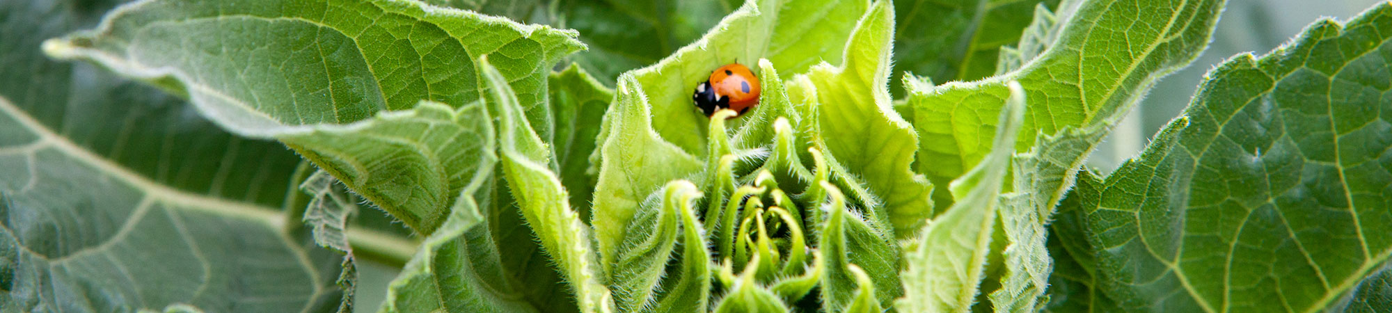 Bio Agrar Service & Bio Landwirtschaft Schindler – Impressum