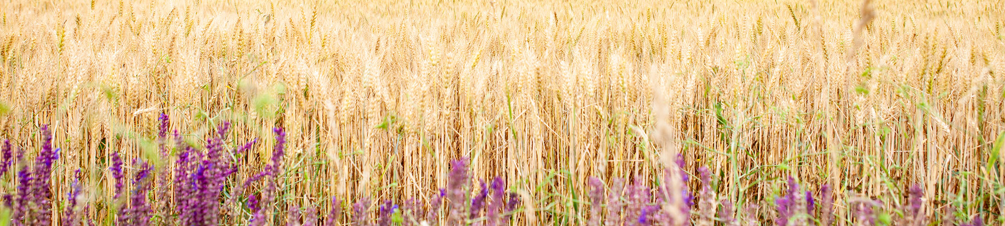 Bio Agrar Service & Bio Landwirtschaft Schindler – Betrieb